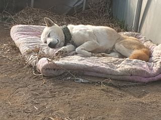 허굴산농장님의 기타작물 · 자유게시판 작성글 사진