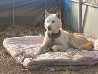 허굴산농장님의 기타작물 · 자유게시판 작성글 사진