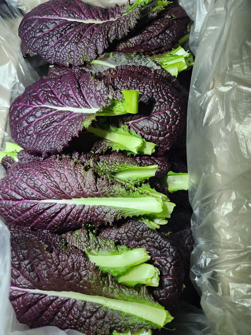 김지윤님의 장터 판매 상품 [케일2키로 적겨자2키로. ] 첨부 사진