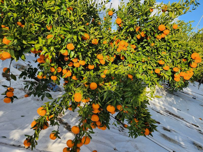 장터 상품 [귤(조생귤)] 썸네일