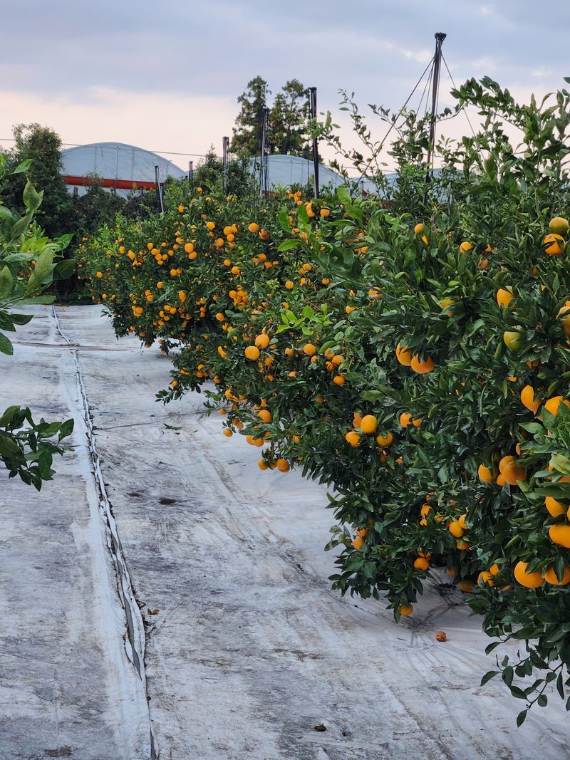 현길봉님의 장터 판매 상품 [귤(조생귤)] 첨부 사진