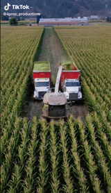 팜모닝 옥수수·자유게시판 게시글 이미지