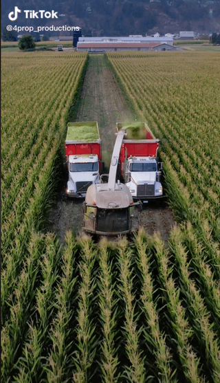 옥수수는영어로콘님의 옥수수 · 자유게시판 작성글 사진