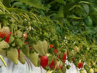 논산. 이순자님의 기타작물 · 자유게시판 작성글 사진