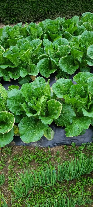 자연자유님의 배추 · 병해충상담 작성글 사진