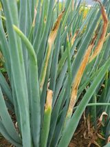 팜모닝 파·병해충상담 게시글 이미지