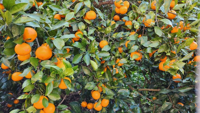 장터 상품 [친환경인증 조생감귤 5kg] 썸네일