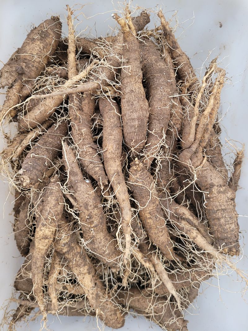 장터 상품 [더덕 (중)사이즈] 썸네일