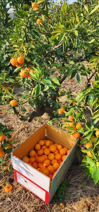 조현기 님의 귤 · 시세•판로 작성글 사진