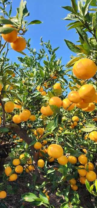 조현기 님의 귤 · 시세•판로 작성글 사진