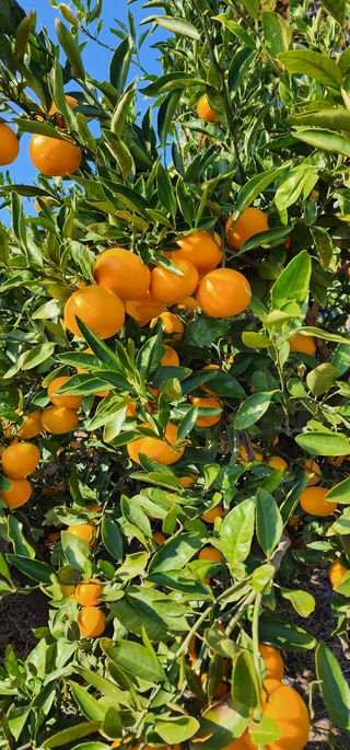 조현기 님의 귤 · 시세•판로 작성글 사진