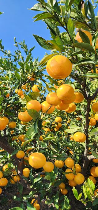 조현기 님의 귤 · 시세•판로 작성글 사진