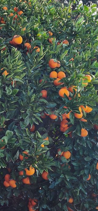 조현기 님의 귤 · 시세•판로 작성글 사진