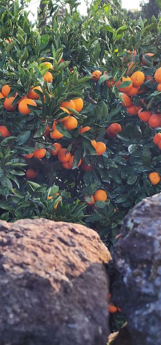 조현기 님의 귤 · 시세•판로 작성글 사진