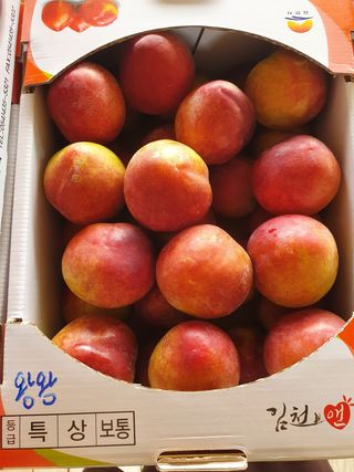 허재훈 님의 자두 · 자유게시판 작성글 사진