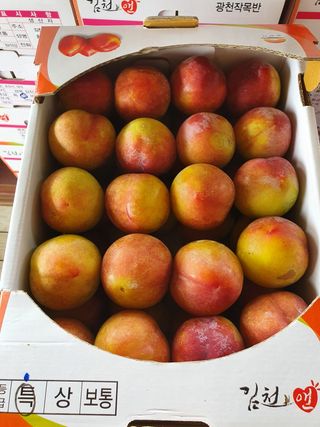 허재훈 님의 자두 · 자유게시판 작성글 사진