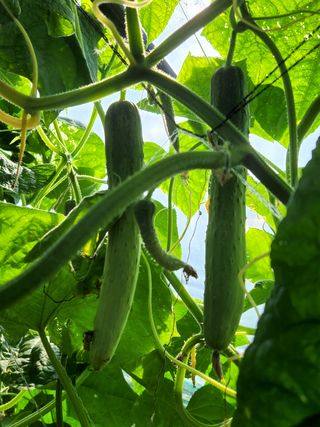 귀농알이님의 오이 · 자유게시판 작성글 사진