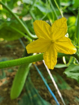 귀농알이님의 오이 · 자유게시판 작성글 사진