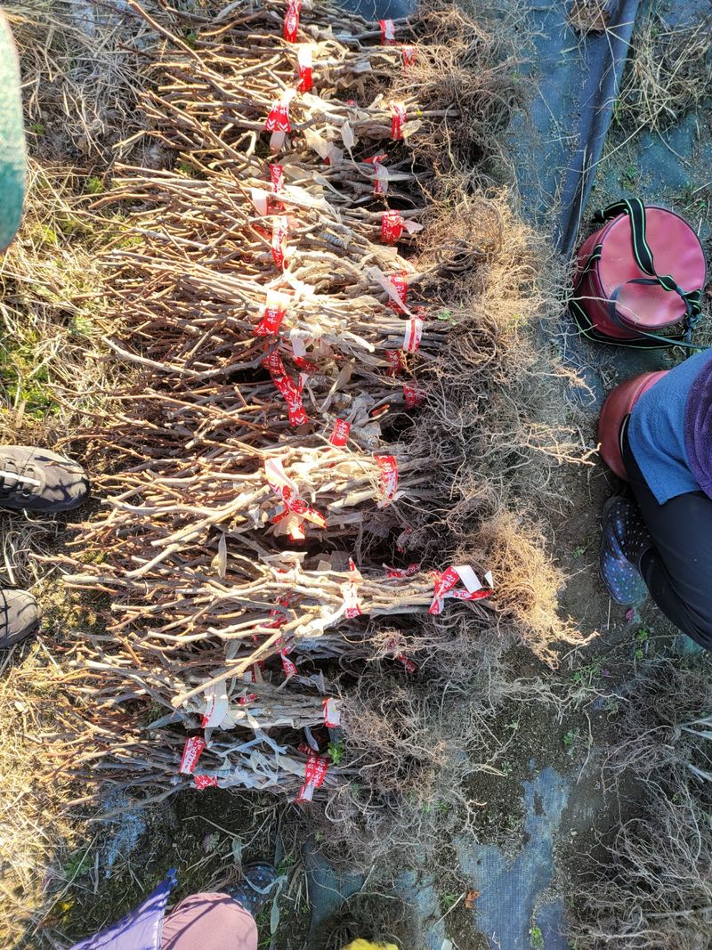 장터 상품 [포도접목묘목 분양] 썸네일