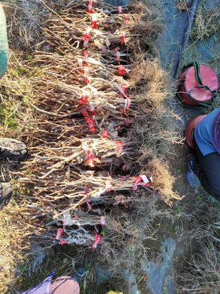 청은농장님의 작성글 사진