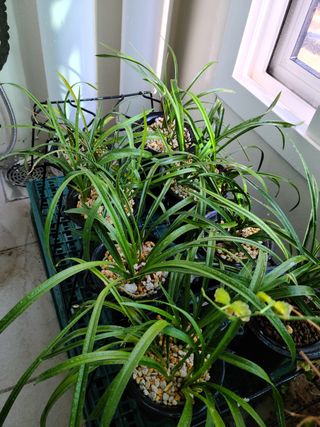 메추라기님의 벼 · 자유게시판 작성글 사진