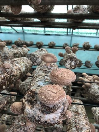 표돌이님의 버섯 · 일상 작성글 사진