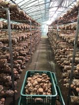 팜모닝 버섯·일상 게시글 이미지