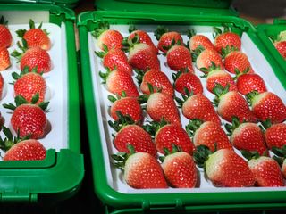 논산. 이순자님의 딸기 · 수확 작성글 사진