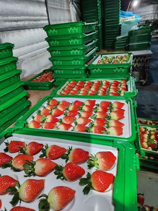 논산. 이순자님의 딸기 · 수확 작성글 사진