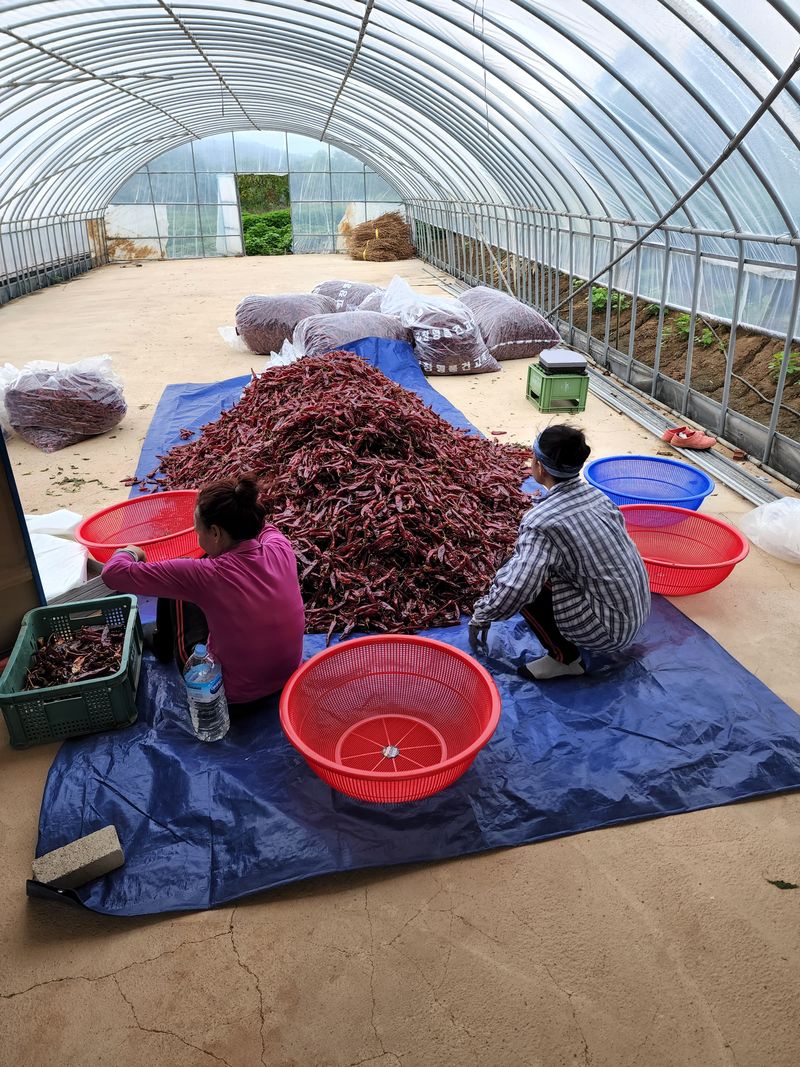 김윤수님의 장터 판매 상품 [2022년 햇고추가루 팜니다 ] 첨부 사진