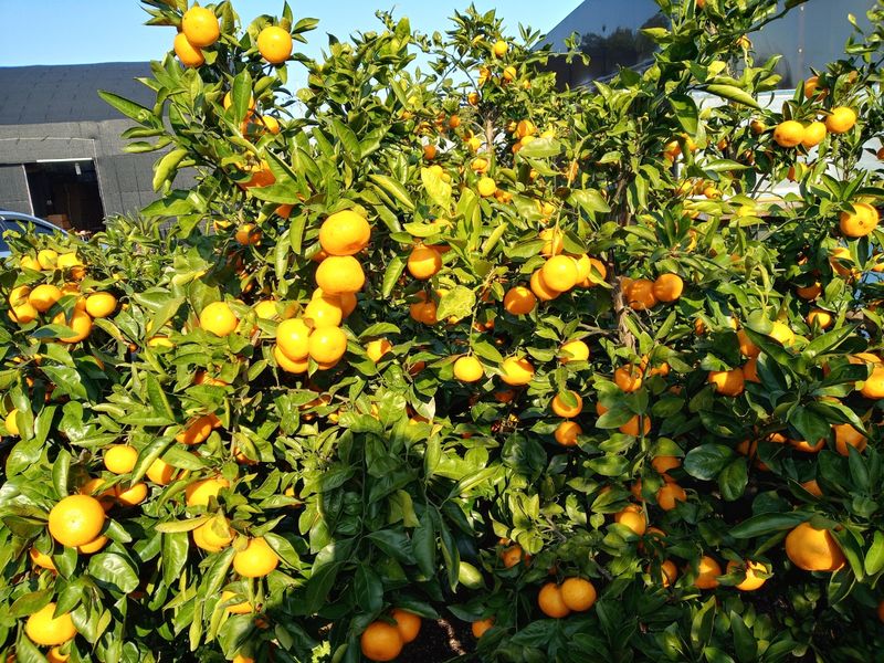 장터 상품 [귤10Kg] 썸네일