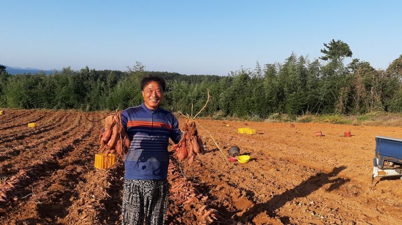 농촌의지킴님의 장터 판매 상품 [호박고구마  꿀고구마] 첨부 사진