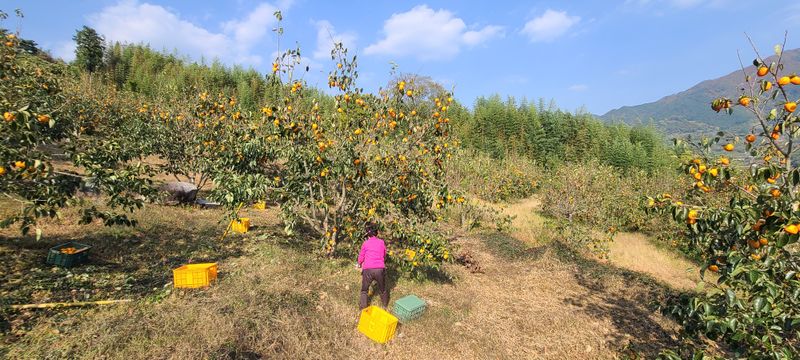 윤권진님의 장터 판매 상품 [대봉절편곶감600g] 첨부 사진