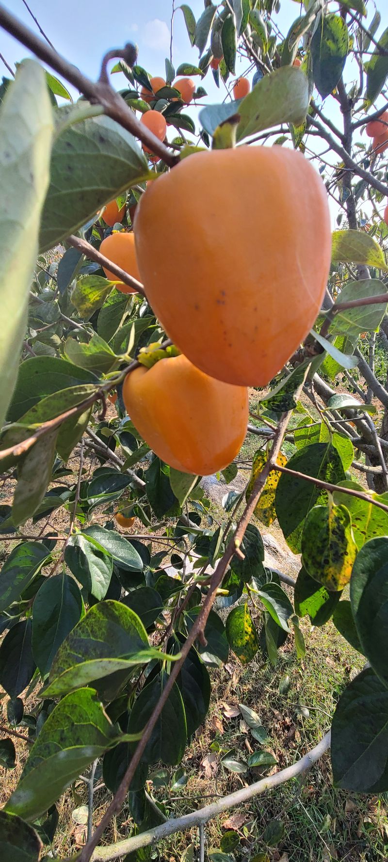 윤권진님의 장터 판매 상품 [대봉절편곶감600g] 첨부 사진