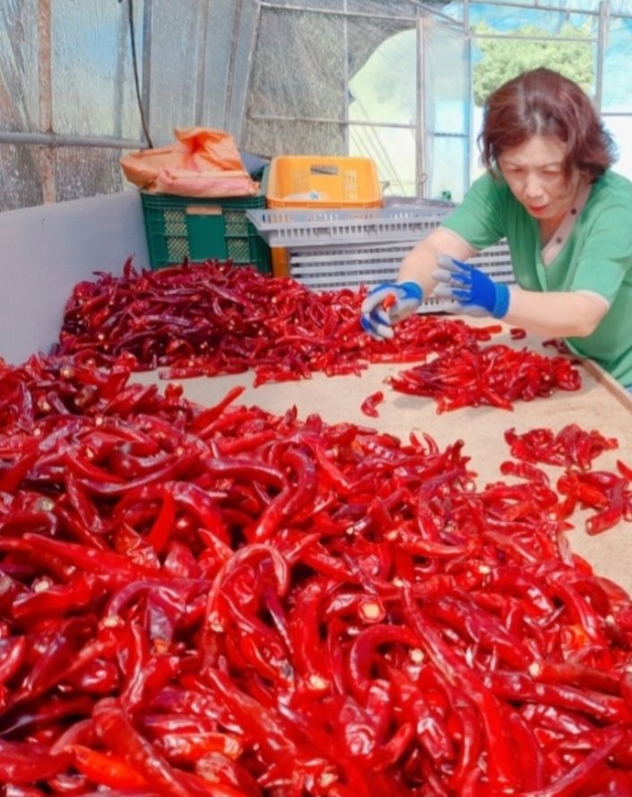 천미혜님의 장터 판매 상품 [반태양초고춧가루 600g 1근 ] 첨부 사진