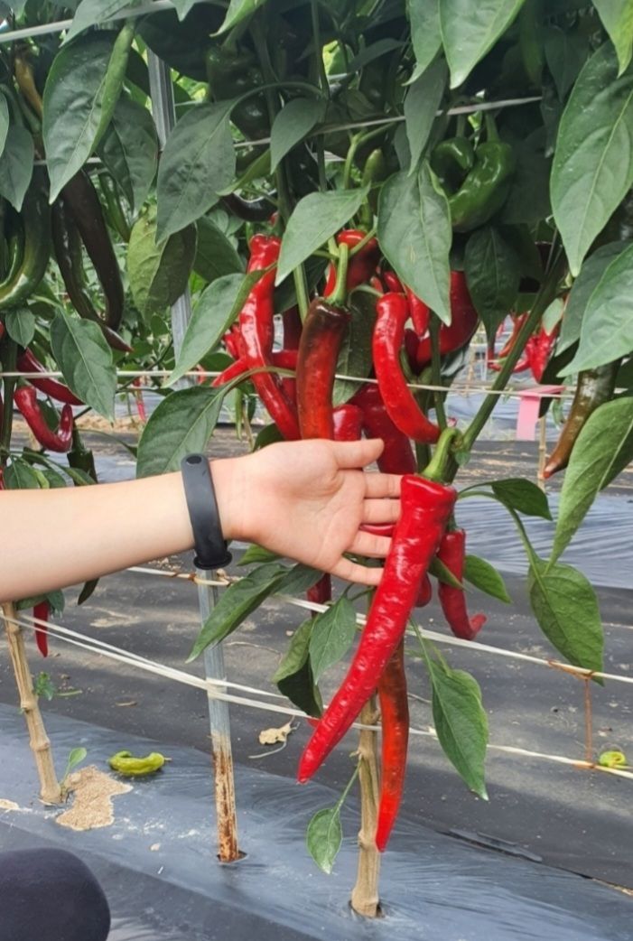 장터 상품 [반태양초고춧가루 600g 1근 ] 썸네일