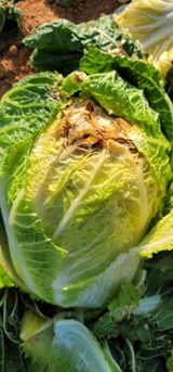 팜모닝 배추·병해충상담 게시글 이미지