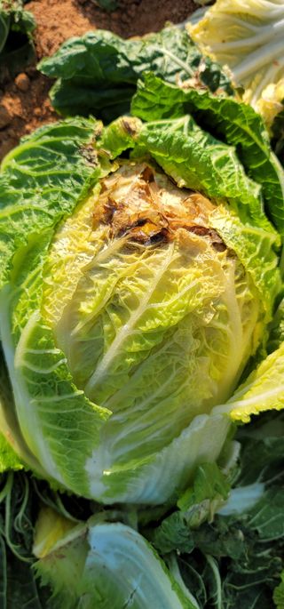 이승헌님의 배추 · 병해충상담 작성글 사진