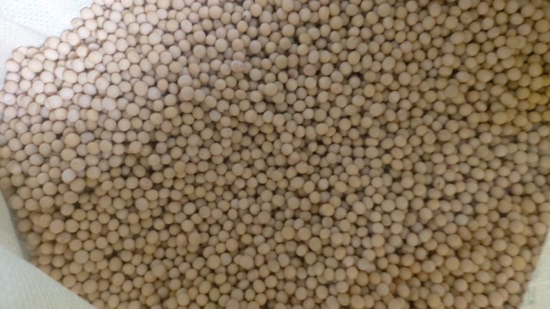 장터 상품 [2022년 재배, 수확한 백태(메주콩)] 썸네일