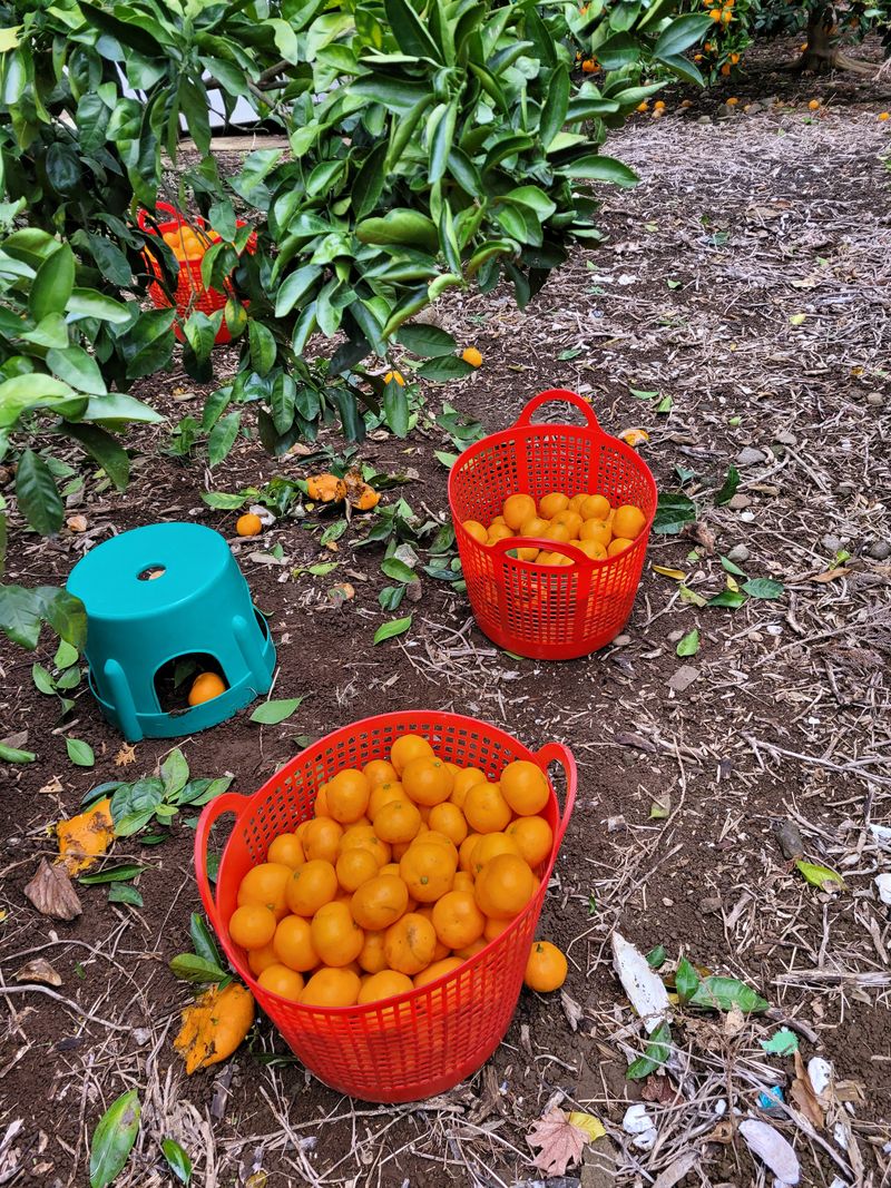 권혜숙님의 장터 판매 상품 [밀감 10kg] 첨부 사진