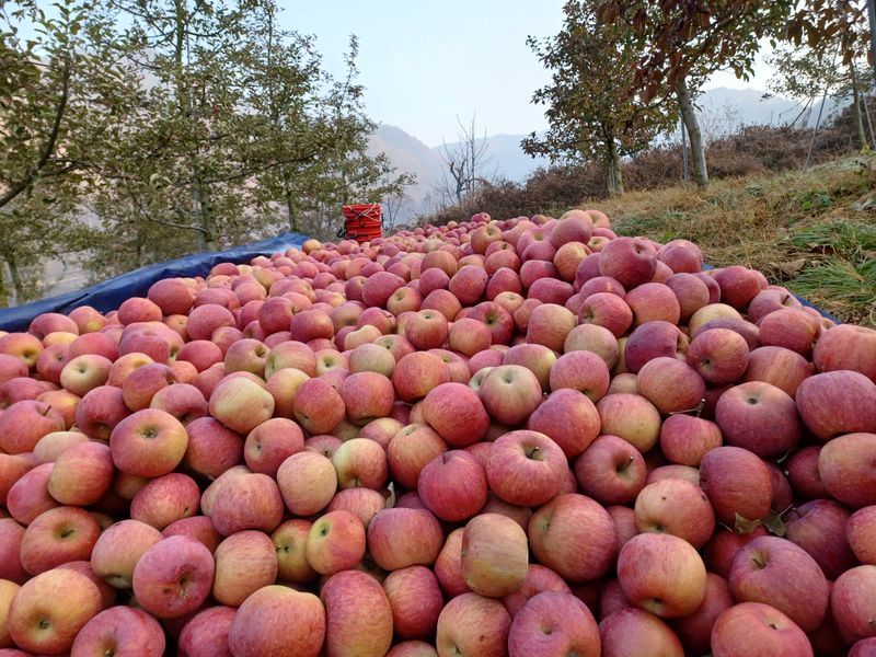 전락구님의 장터 판매 상품 [사과 5kg] 첨부 사진