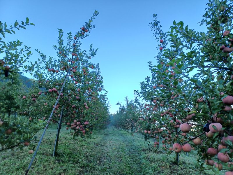 전락구님의 장터 판매 상품 [사과 5kg] 첨부 사진
