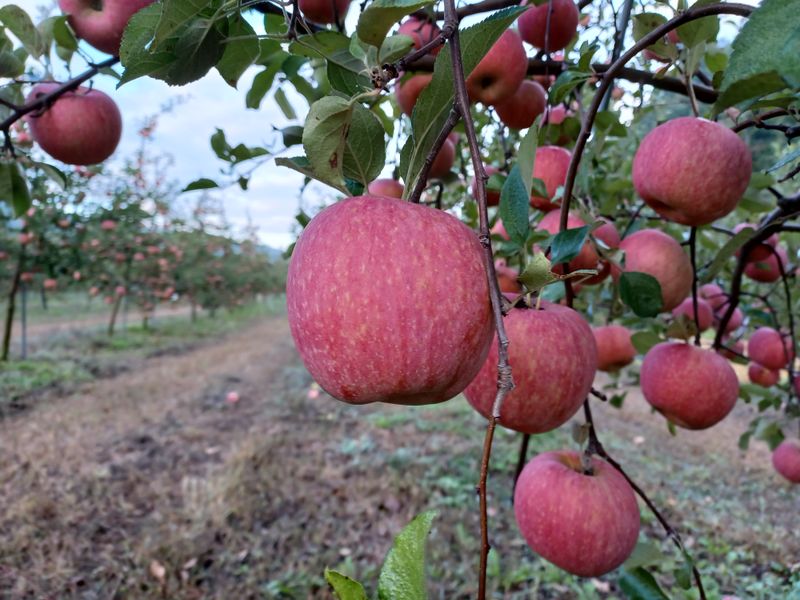 전락구님의 장터 판매 상품 [사과 5kg] 첨부 사진
