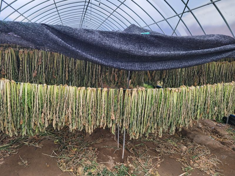 장터 상품 [시래기:1k부터] 썸네일