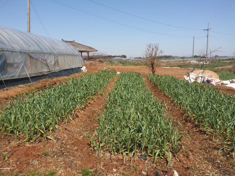 장터 상품 [자닮 유황씩으로키운유황  천연마늘] 썸네일