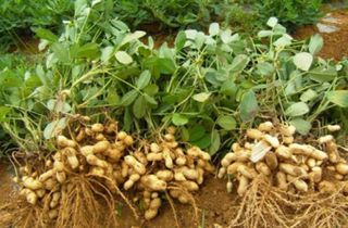 오색땅콩님의 콩 · 자유게시판 작성글 사진