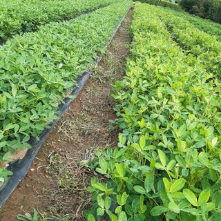 오색땅콩님의 콩 · 자유게시판 작성글 사진