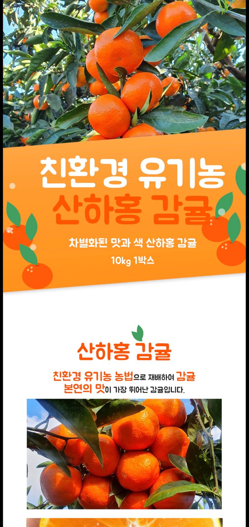 현승훈 님의 장터 판매 상품 [유기농 산하홍 감귤 10kg] 첨부 사진