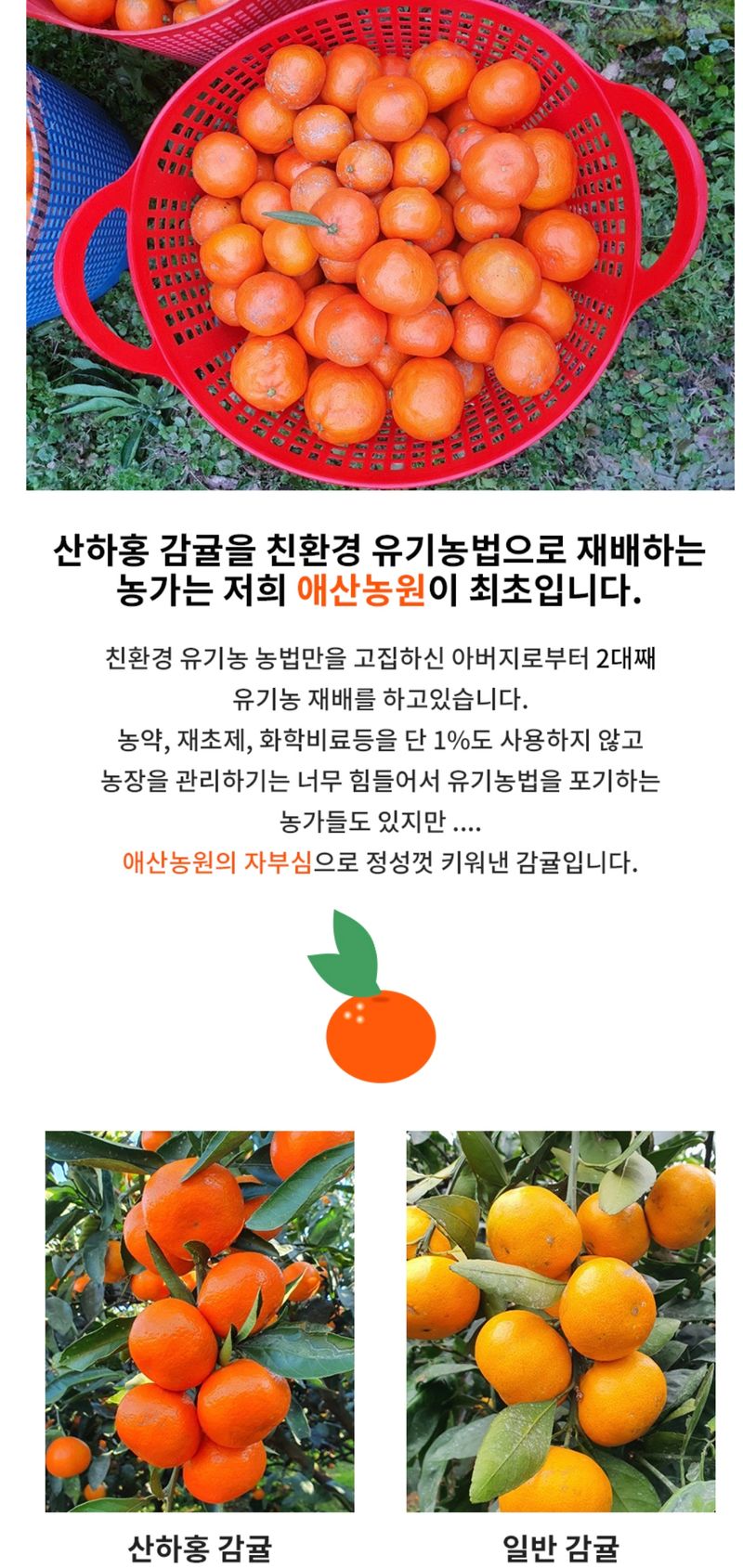 현승훈 님의 장터 판매 상품 [유기농 산하홍 감귤 10kg] 첨부 사진