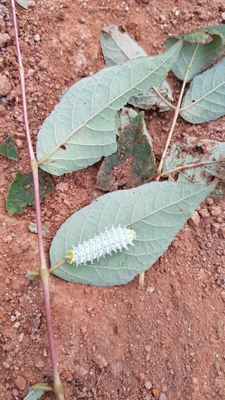 자연과함께하는농업인님의 두릅 · 병해충상담 작성글 사진